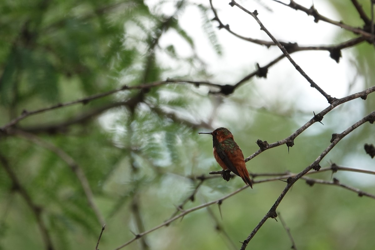 Rufous/Allen's Hummingbird - ML639204410