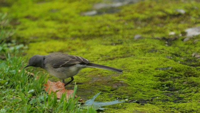 Cape Wagtail - ML639204459