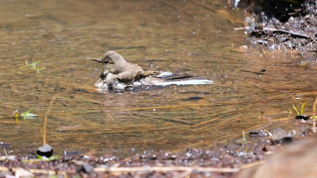 Cape Wagtail - ML639204461