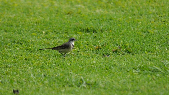 Cape Wagtail - ML639204462
