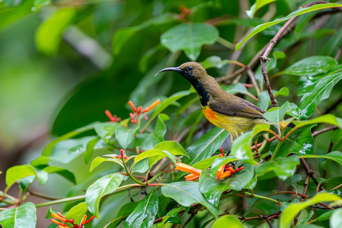 Palawan Sunbird - ML639204478