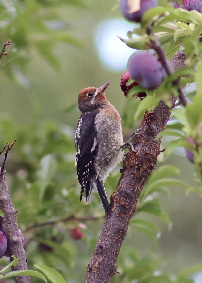 Red-breasted Sapsucker - ML639204529