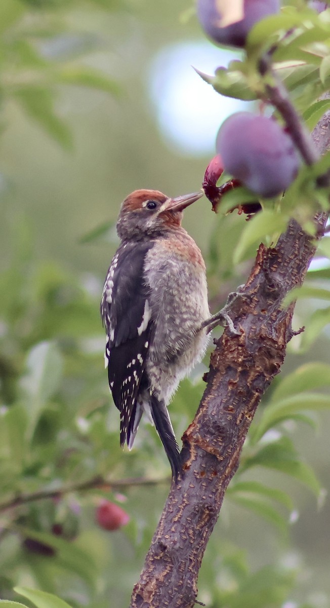 Red-breasted Sapsucker - ML639204543