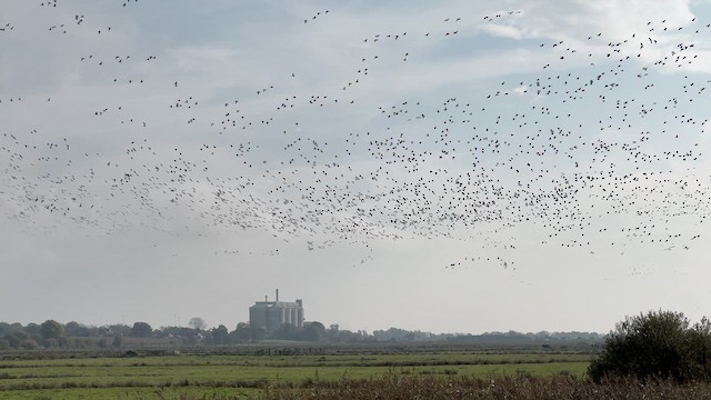 Pink-footed Goose - ML639204607