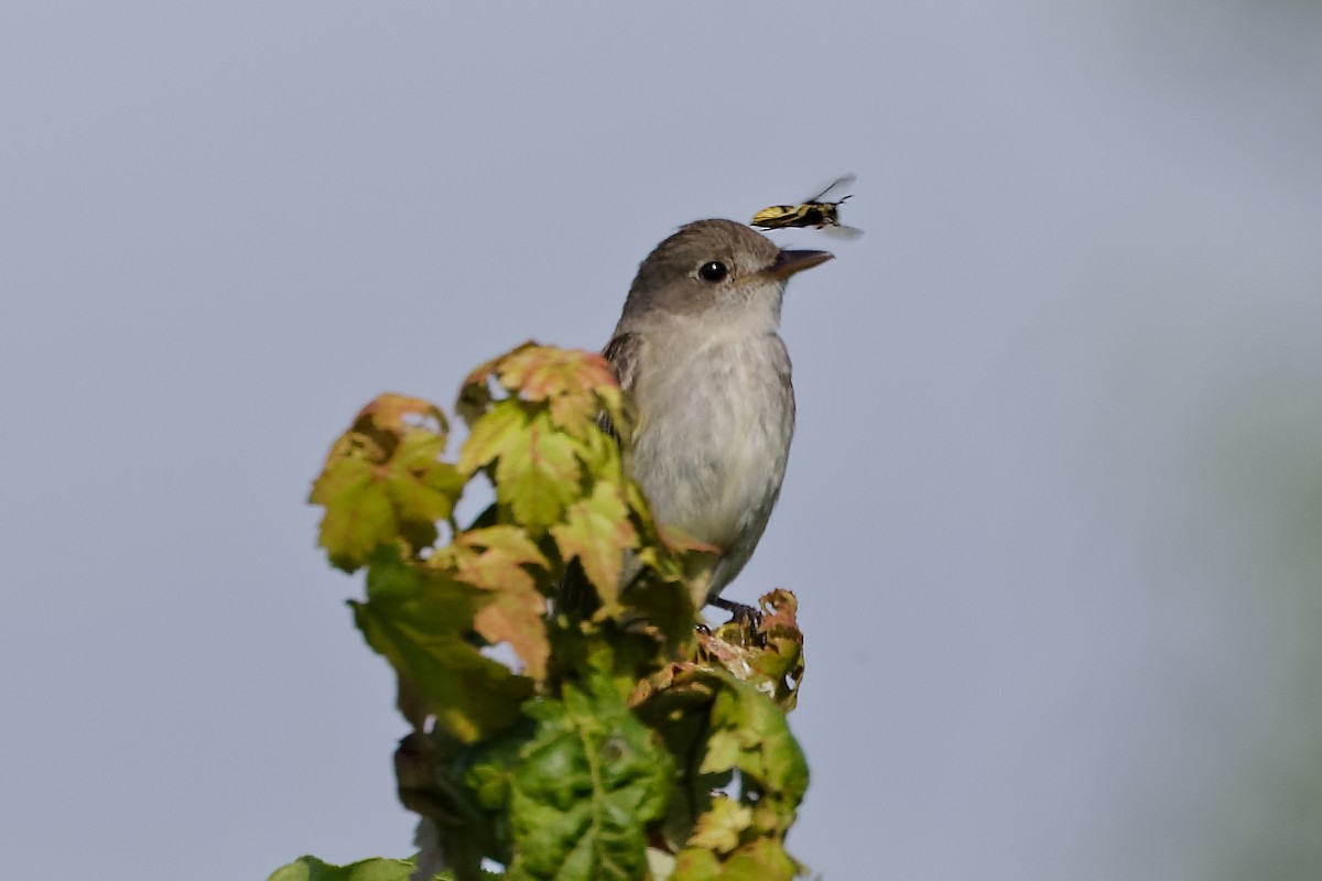 Willow Flycatcher - ML639204608