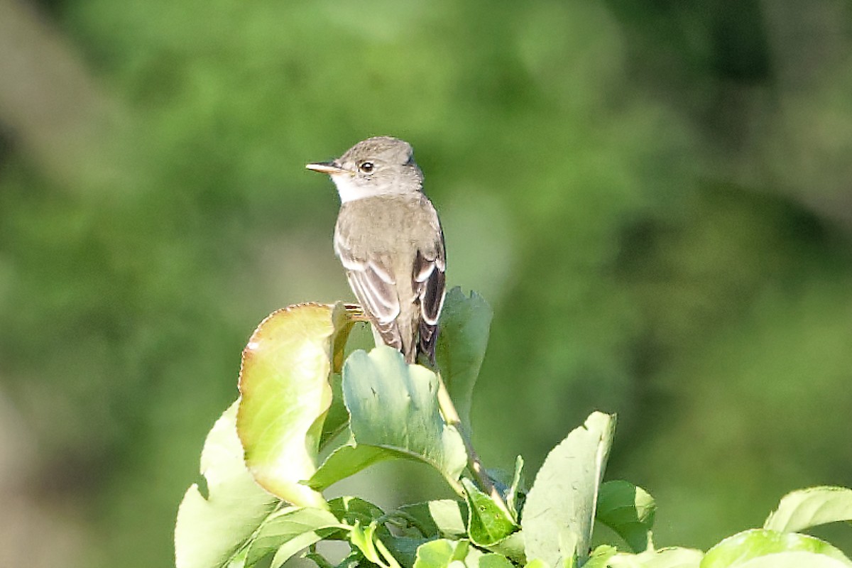 Willow Flycatcher - ML639204609