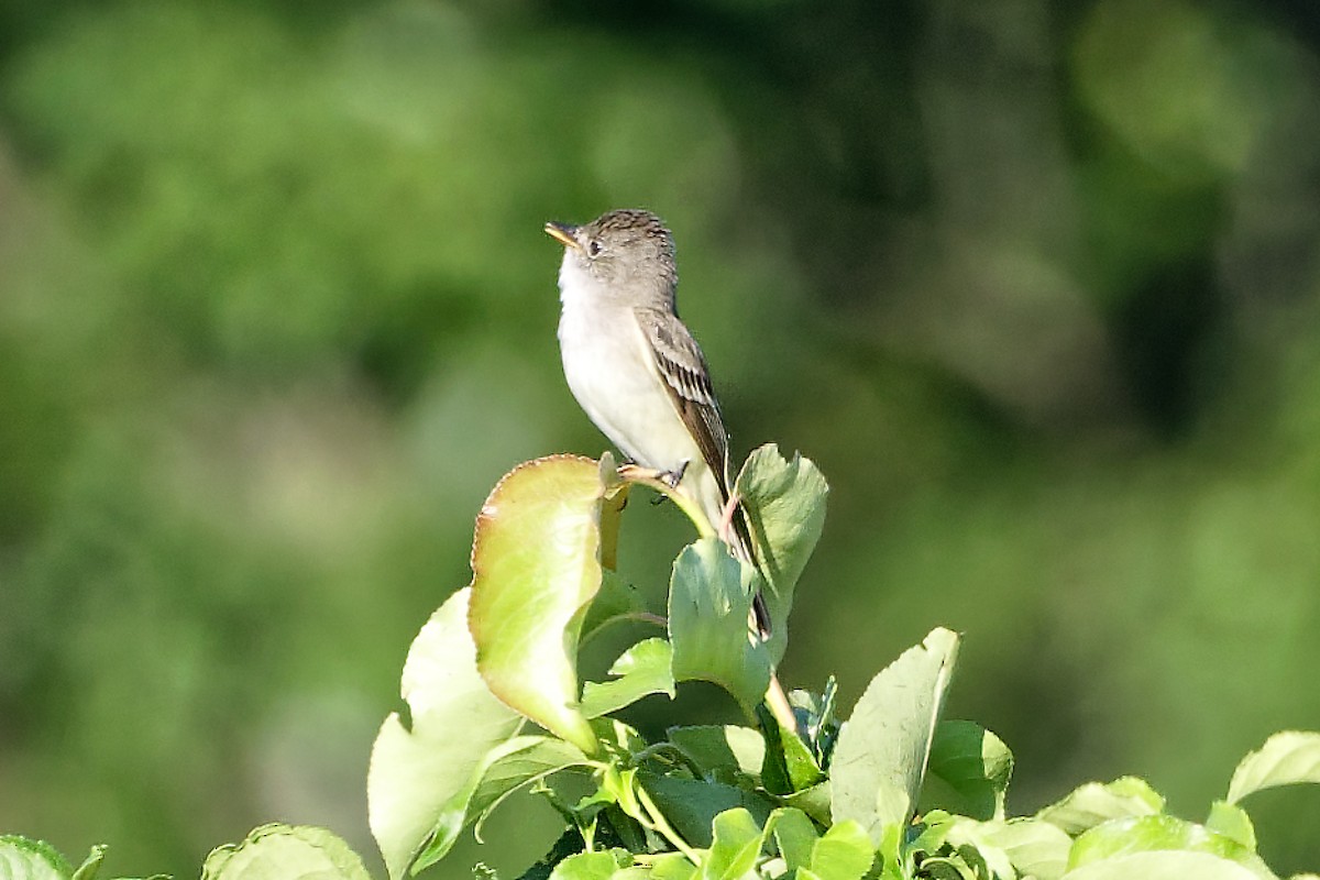 Willow Flycatcher - ML639204610