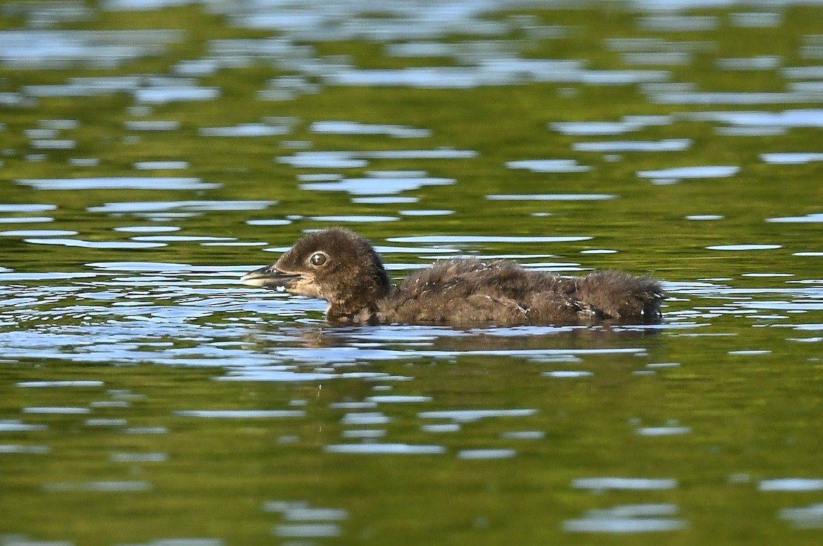 Common Loon - ML639204612