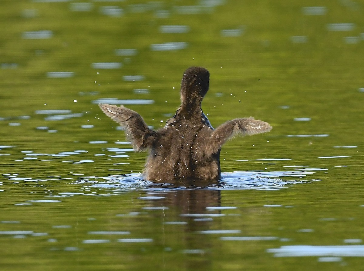Common Loon - ML639204613