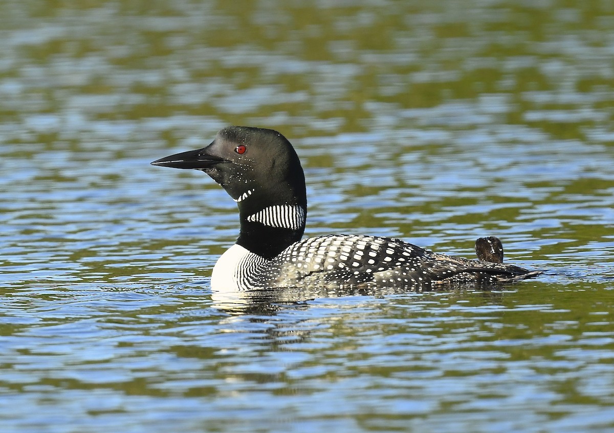Common Loon - ML639204621