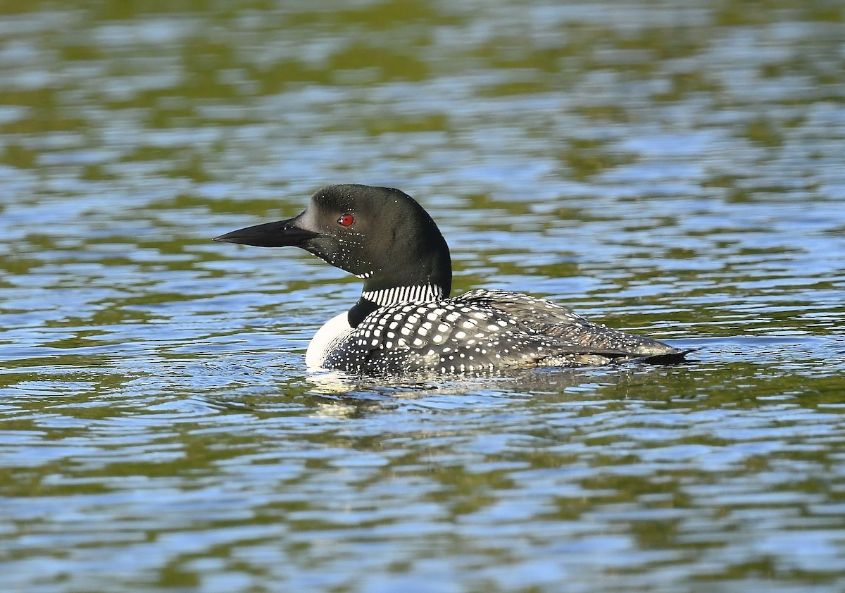 Common Loon - ML639204622