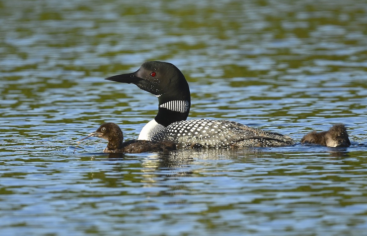Common Loon - ML639204623