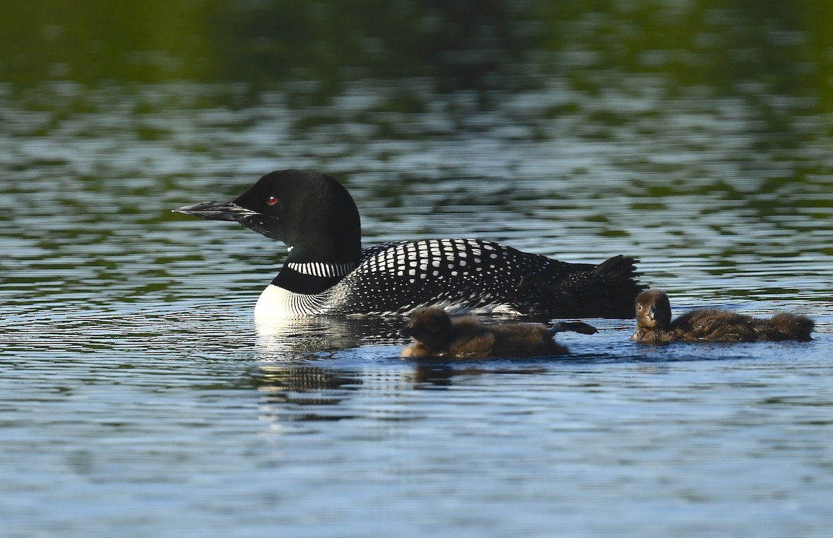 Common Loon - ML639204624