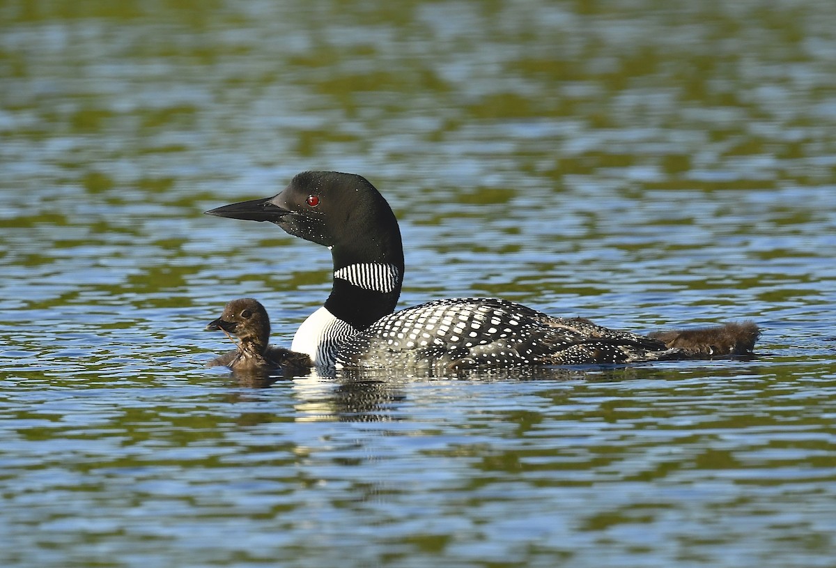 Common Loon - ML639204625