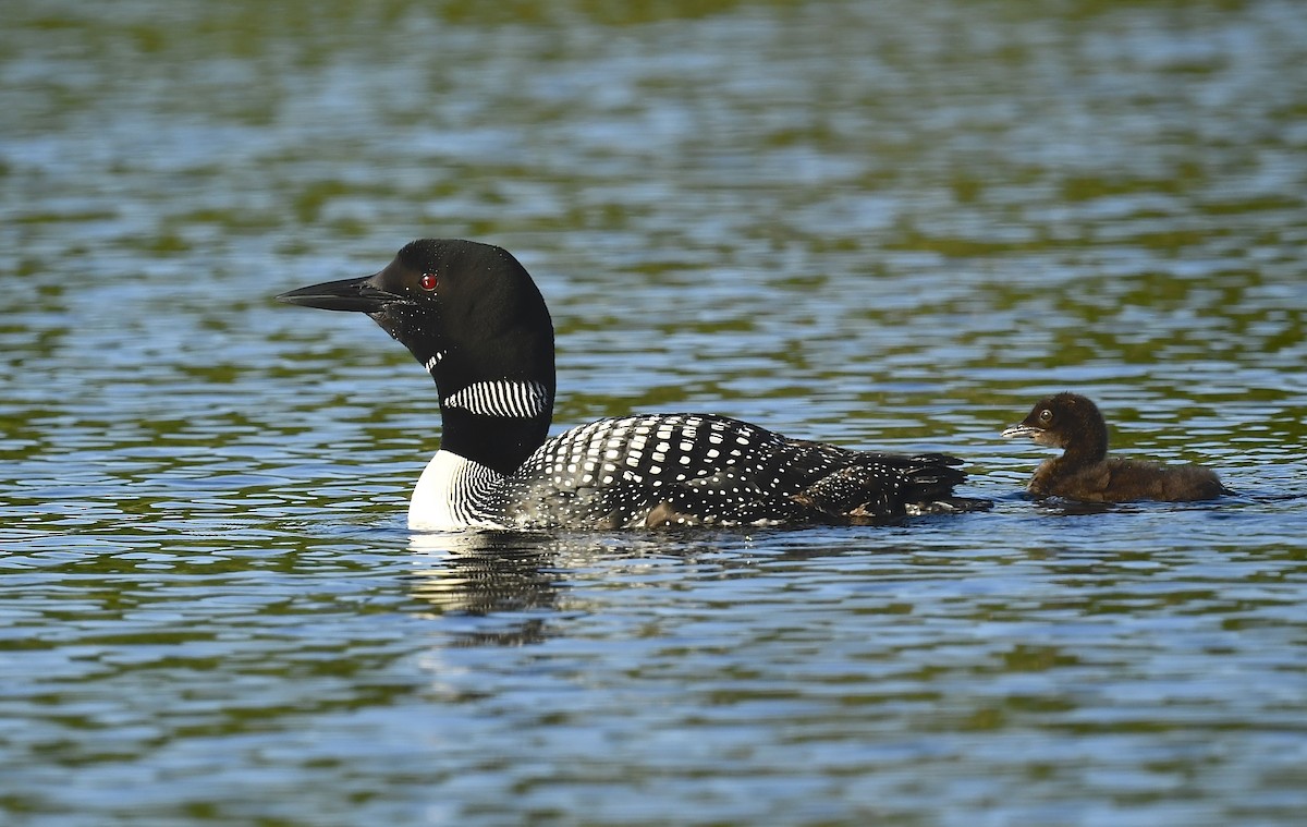 Common Loon - ML639204626
