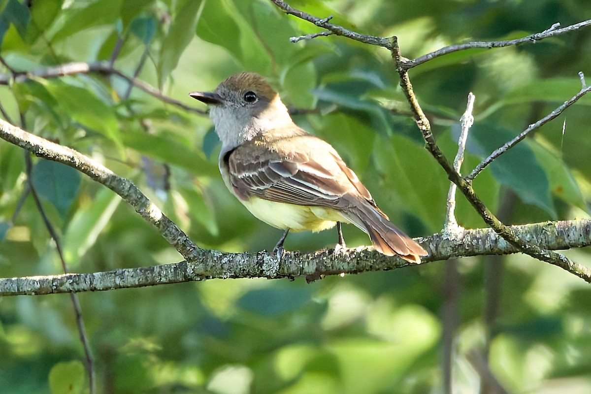 Great Crested Flycatcher - ML639204629