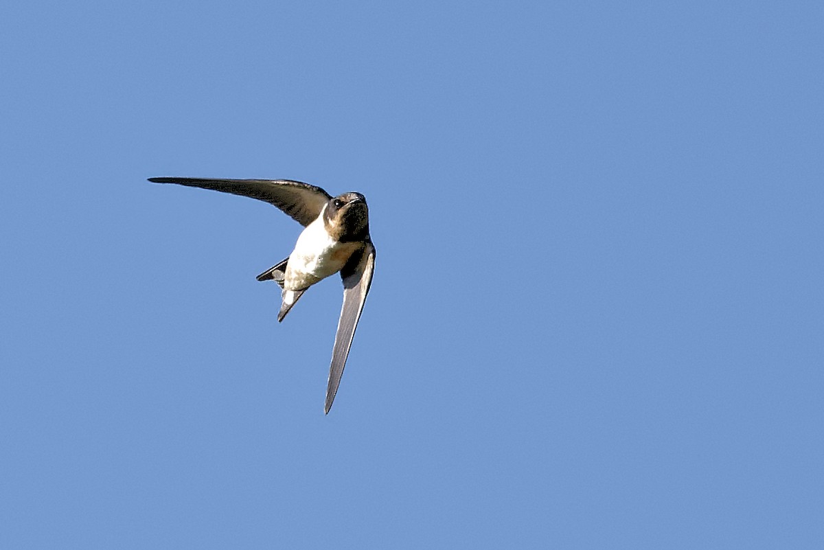 Barn Swallow - ML639204650
