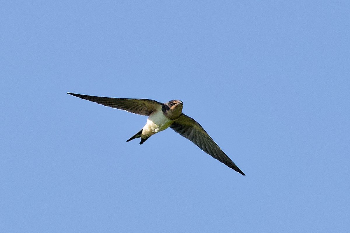 Barn Swallow - ML639204651
