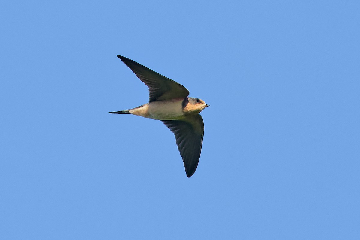 Barn Swallow - ML639204652