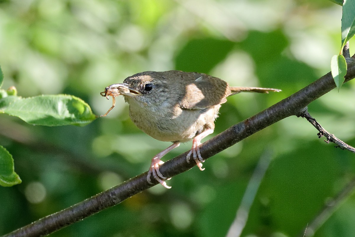 Northern House Wren - ML639204664