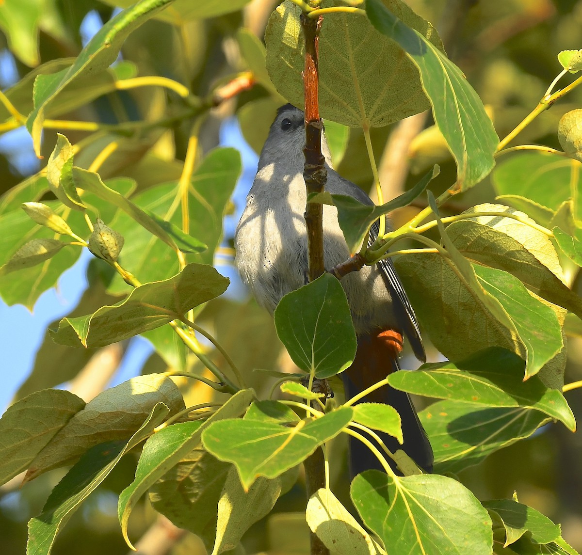 Gray Catbird - ML639204677