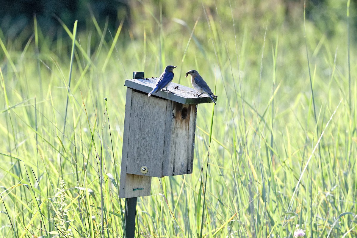 Eastern Bluebird - ML639204681