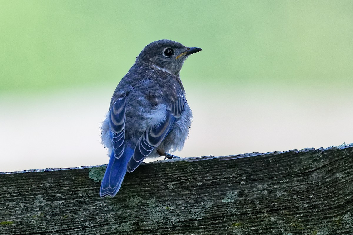 Eastern Bluebird - ML639204682