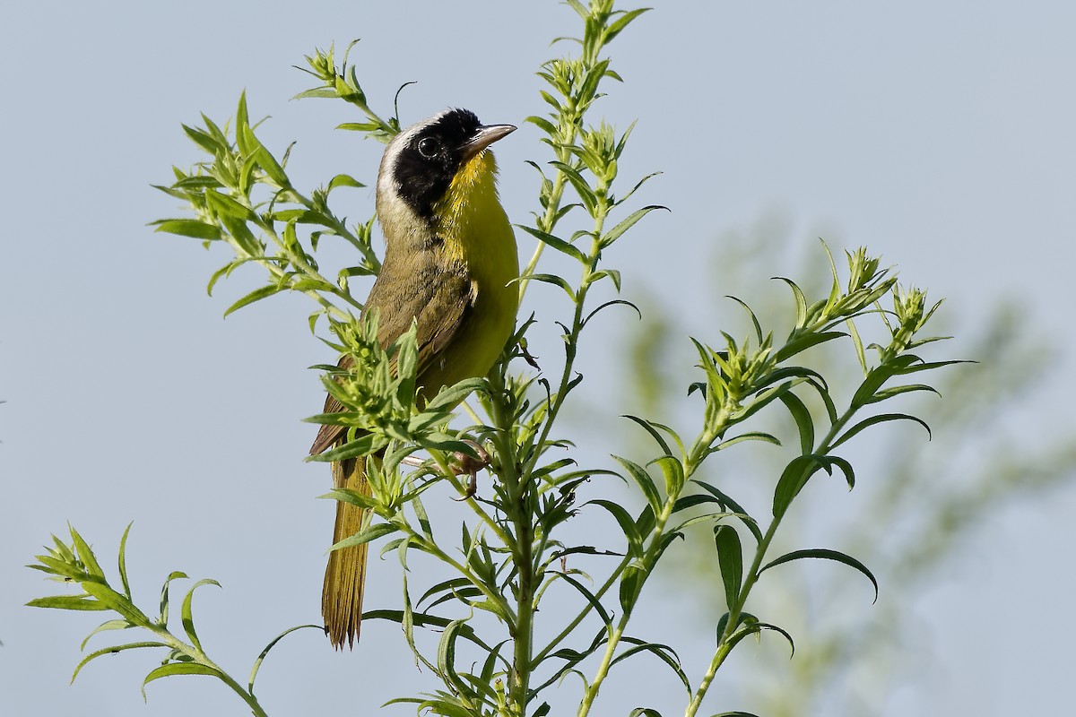 Common Yellowthroat - ML639204692