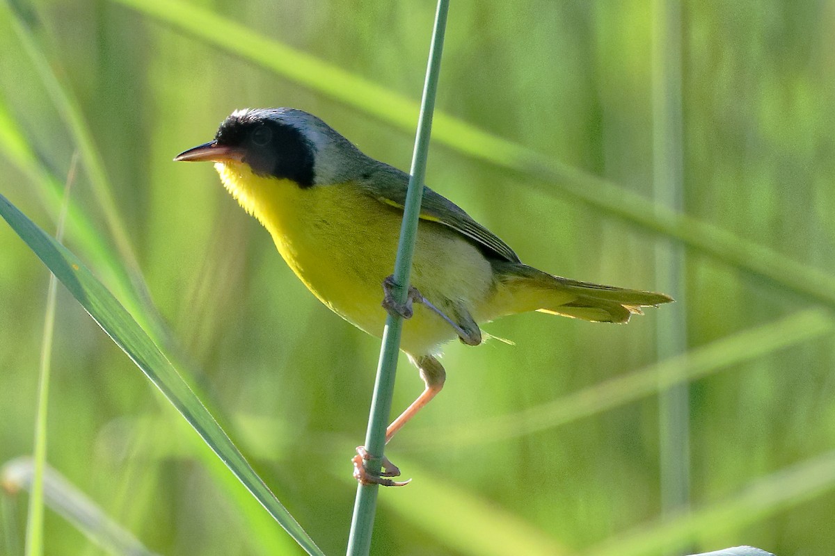 Common Yellowthroat - ML639204693