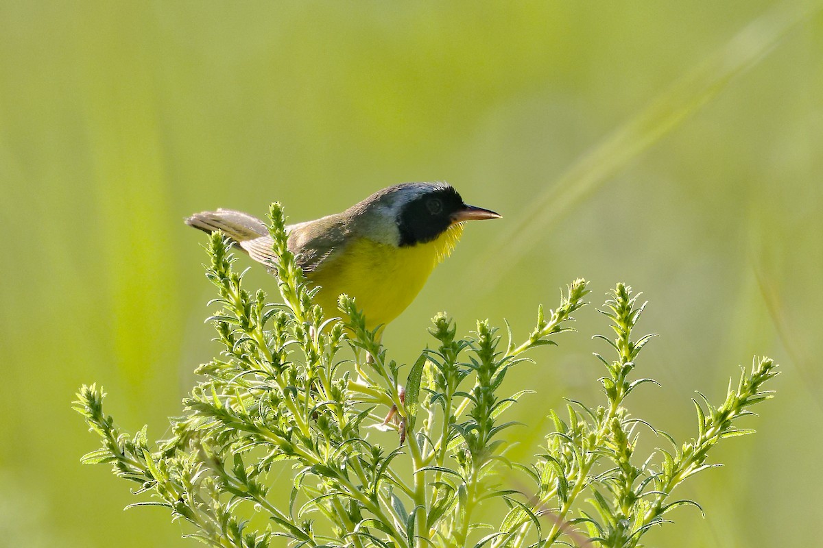 Common Yellowthroat - ML639204694