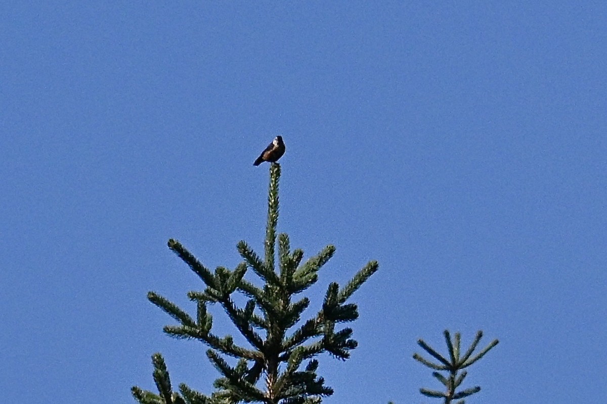 Przevalski's Nuthatch - ML639204757