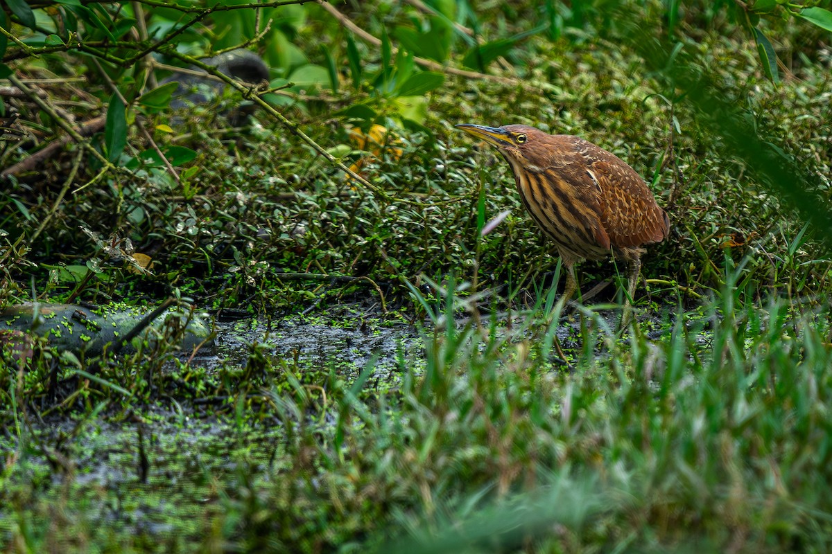 Cinnamon Bittern - ML639204795