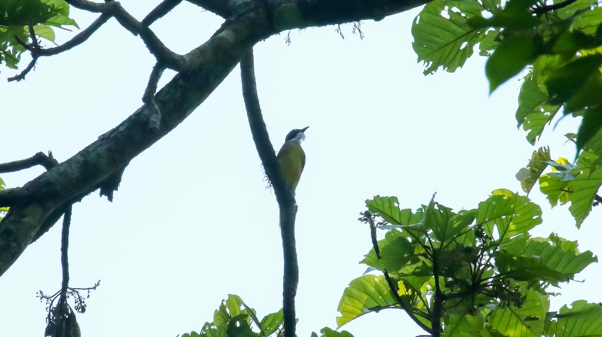 Red-tailed Greenbul - ML639204844