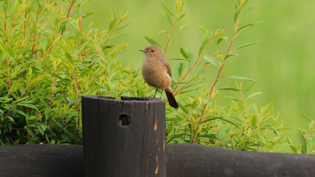 Familiar Chat - ML639204873
