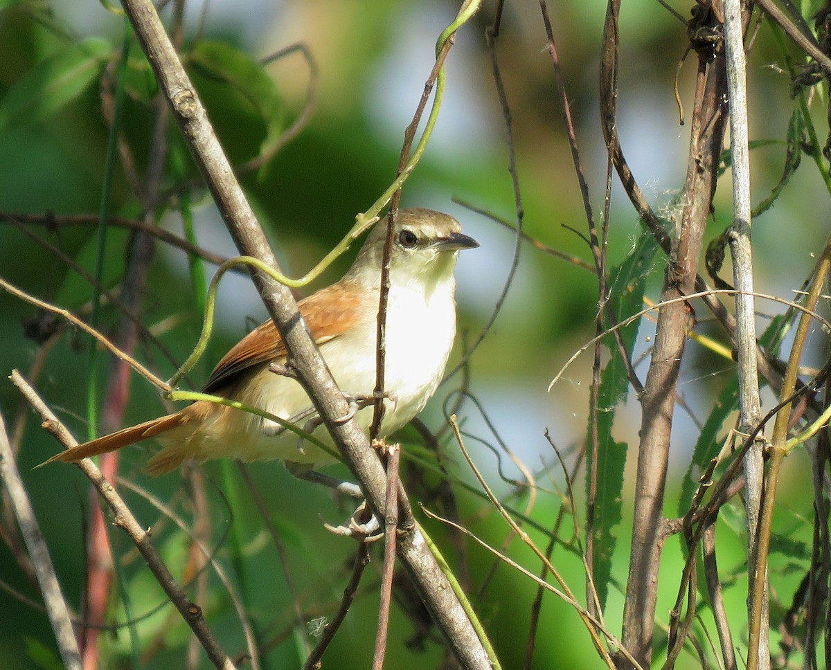 Plain-crowned Spinetail - ML639204951