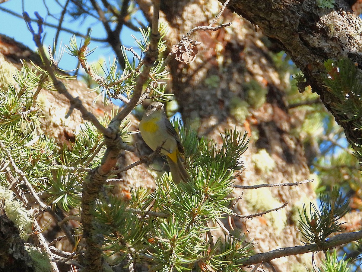 Желтогрудая древесница - ML639205016