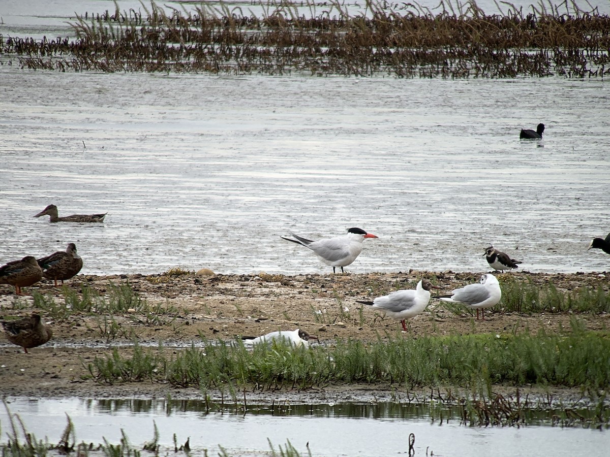 Морин хараалай - ML639205147