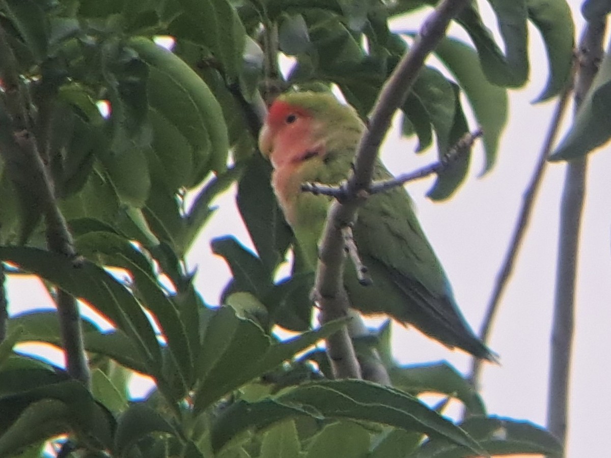 Rosy-faced Lovebird - ML639205265