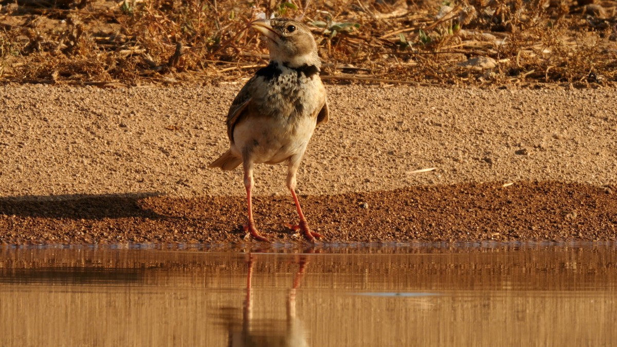 Boğmaklı Toygar - ML639205302