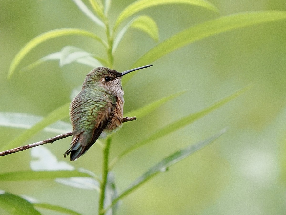 Rufous Hummingbird - ML639205306