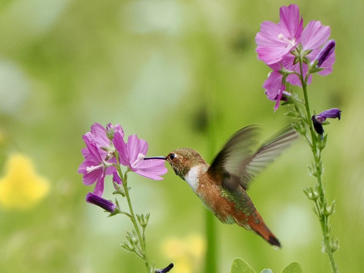 Rufous Hummingbird - ML639205307
