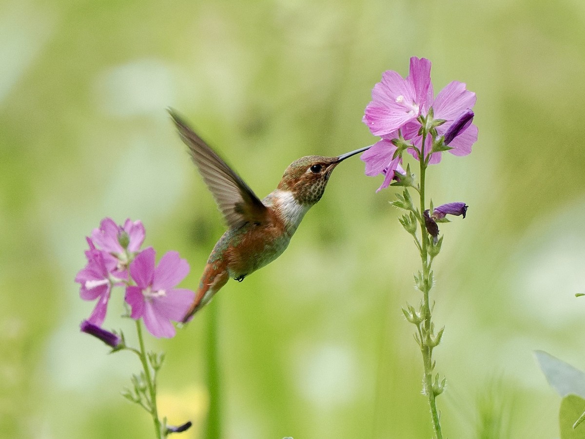 Rufous Hummingbird - ML639205308