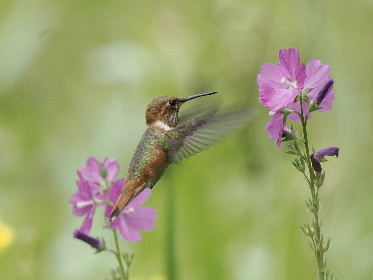 Rufous Hummingbird - ML639205309