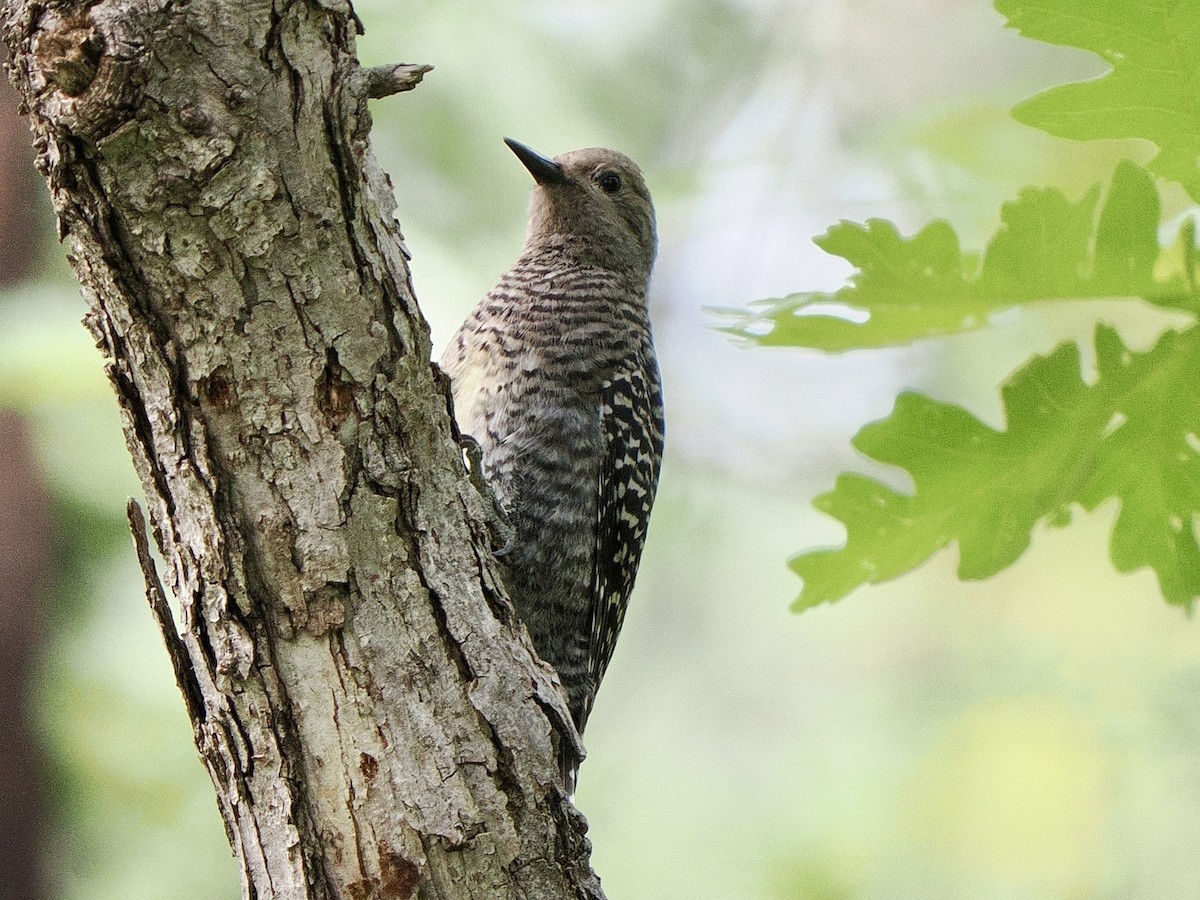Williamson's Sapsucker - ML639205318