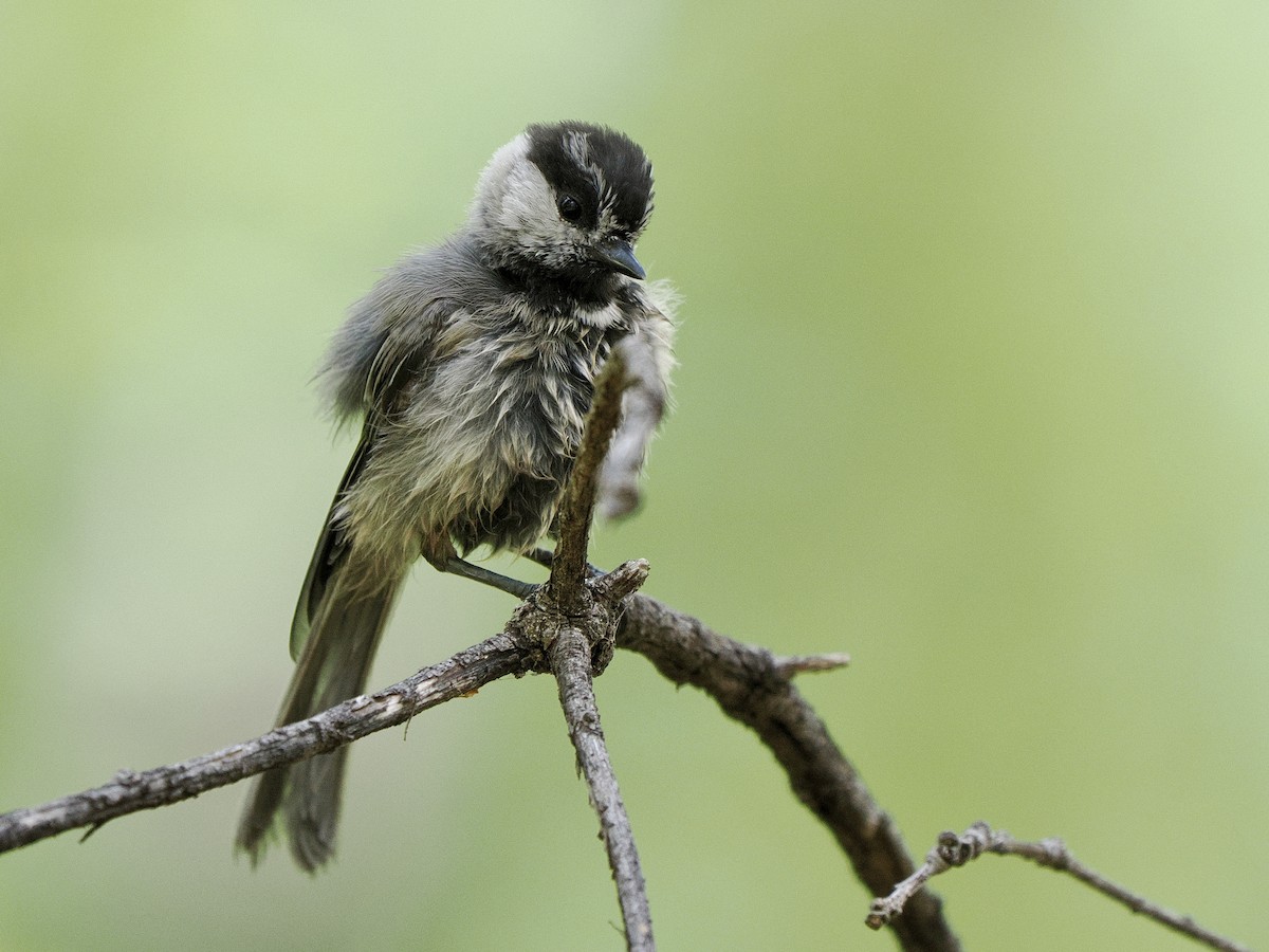 Mountain Chickadee - ML639205339