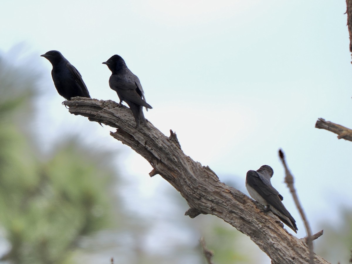 Purple Martin - ML639205350