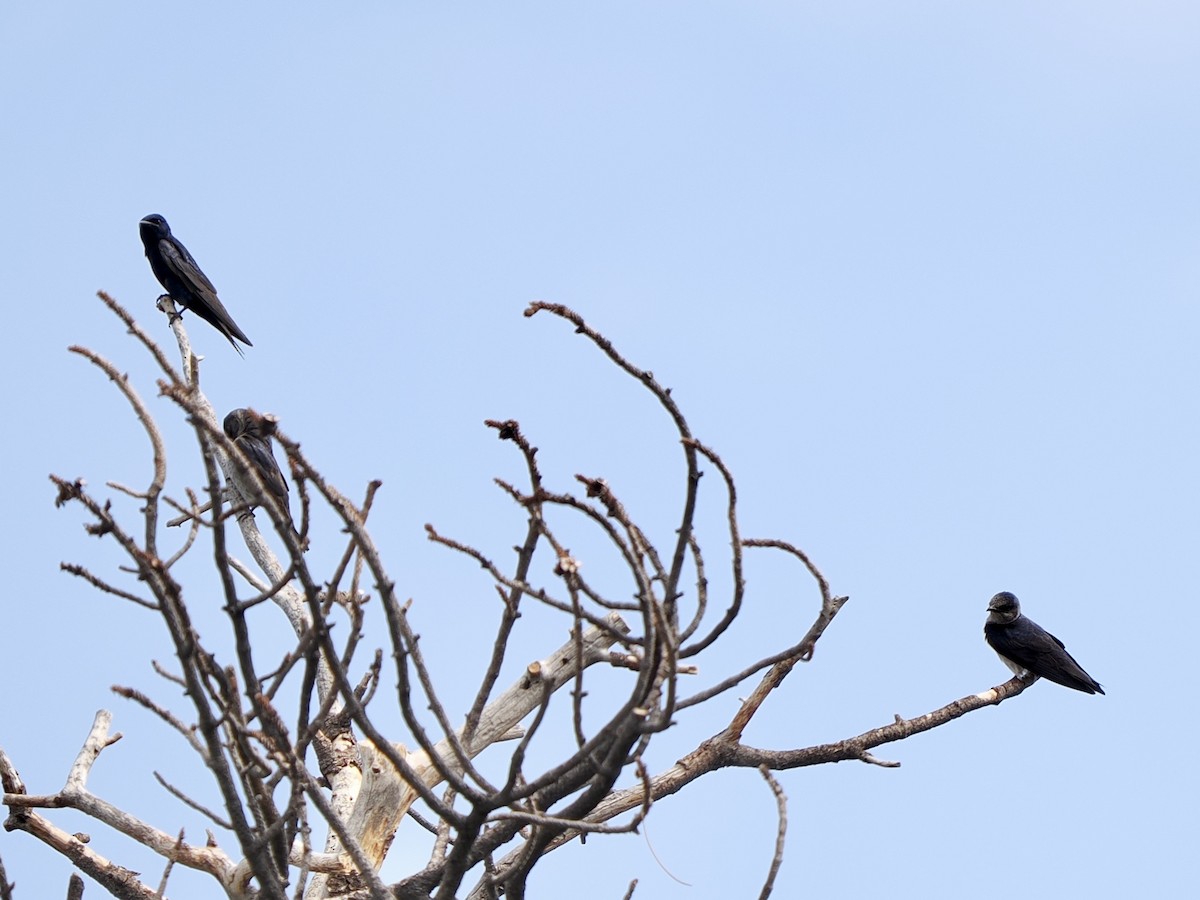 Purple Martin - ML639205351