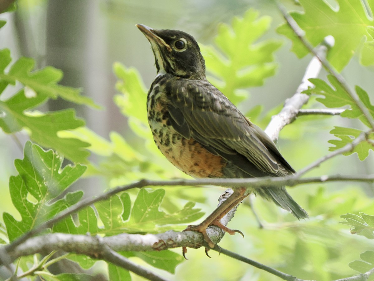 American Robin - ML639205362