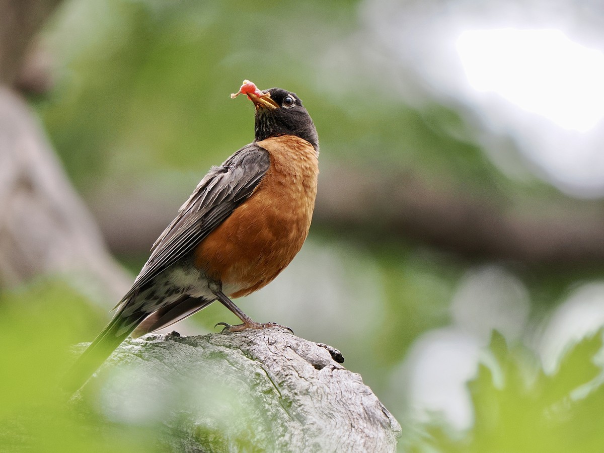 American Robin - ML639205363