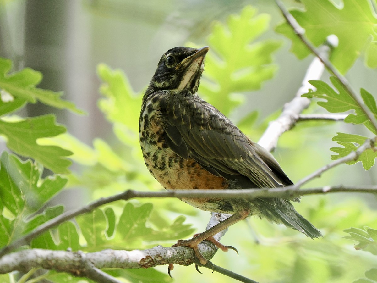 American Robin - ML639205364